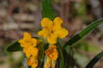 Hoary puccoon